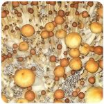 Псилоцибиновые (галлюциногенные)  грибы Psilocybin "Golden Teacher" в Новоаннинском