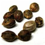 Семена марихуаны АК-47  (Seeds AK-47) в Новоаннинском